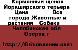 Карманный щенок Йоркширского терьера › Цена ­ 30 000 - Все города Животные и растения » Собаки   . Челябинская обл.,Озерск г.